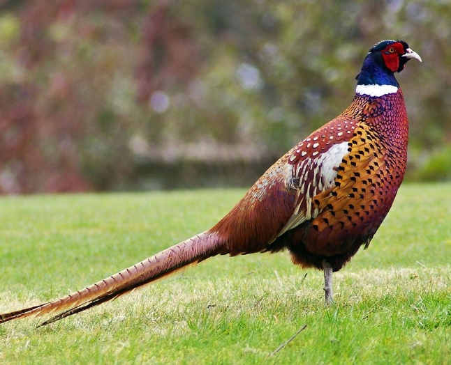 Daventry Appraisal Services